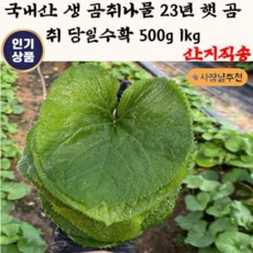 곰취 나물