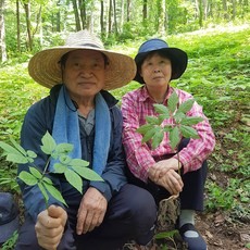 봉삼 백선뿌리