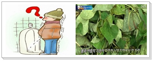 어성초7.어성초 효능 007
