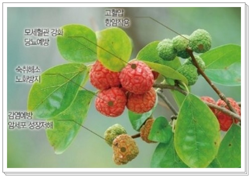 꾸지뽕 효능 부작용003