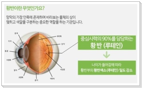 루테인 효능004