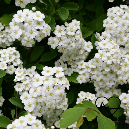 001메도우스위트Meadowsweet 효능