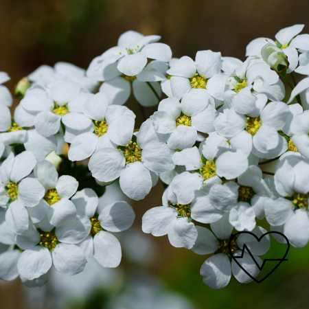 003메도우스위트Meadowsweet 효능