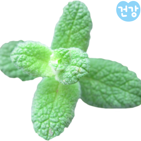 013애플민트 효능 페퍼민트 차이점 먹는방법
