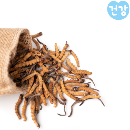 028동충하초 효능고르는 법 먹는법