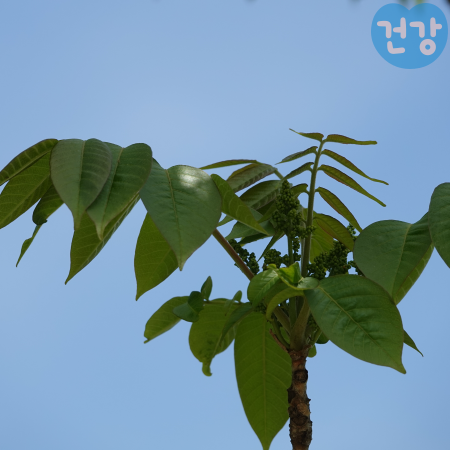 009옻순 효능 채취시기와 보관법 먹는법 부작용