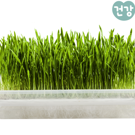010새싹보리 효능 분말 먹는법 부작용