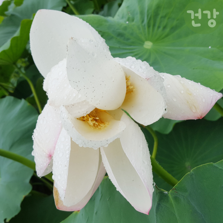 005연자육 효능 먹는법 혈관 건강 부작용