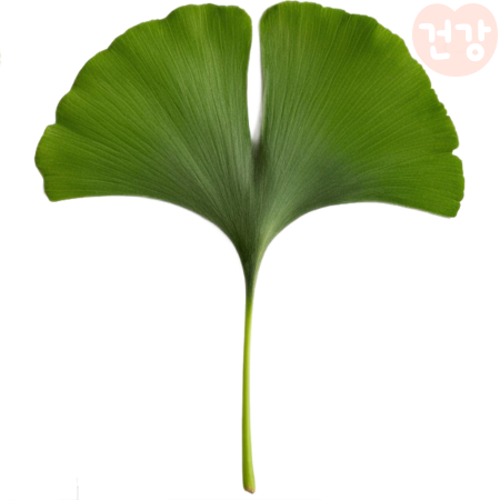 016은행잎 추출물 효능 권장량 항산화 성분이 혈관건강에 미치는 영향 부작용